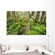 Boardwalk through Waikamoi Native Forest Preserve Wall Mural