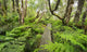 Boardwalk through Waikamoi Native Forest Preserve Wall Mural