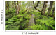 Boardwalk through Waikamoi Native Forest Preserve Wall Mural