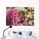 Honeybee on a dark pink Sedum flower Wall Mural