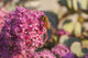 Honeybee on a dark pink Sedum flower Wall Mural