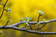 Apple flower buds against a yellow background Wall Mural