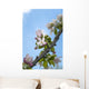 Pink and white crabapple flowers against a blue sky Wall Mural