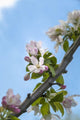 Pink and white crabapple flowers against a blue sky Wall Mural