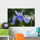 Blue Flag Iris Wall Mural