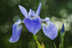 Blue Flag Iris Wall Mural