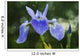Blue Flag Iris Wall Mural