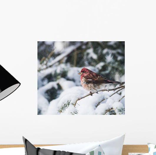 Male purple finch on a snow covered tree Wall Mural