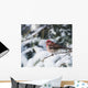 Male purple finch on a snow covered tree Wall Mural