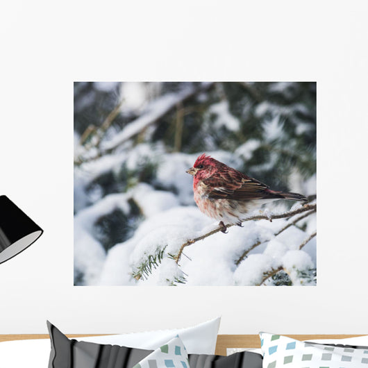 Male purple finch on a snow covered tree Wall Mural