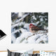 Male purple finch on a snow covered tree Wall Mural