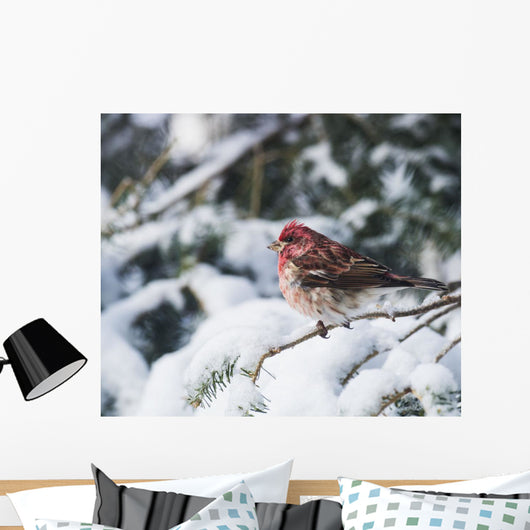 Male purple finch on a snow covered tree Wall Mural