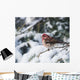 Male purple finch on a snow covered tree Wall Mural