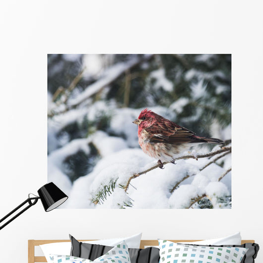 Male purple finch on a snow covered tree Wall Mural