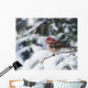 Male purple finch on a snow covered tree Wall Mural