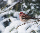 Male purple finch on a snow covered tree Wall Mural