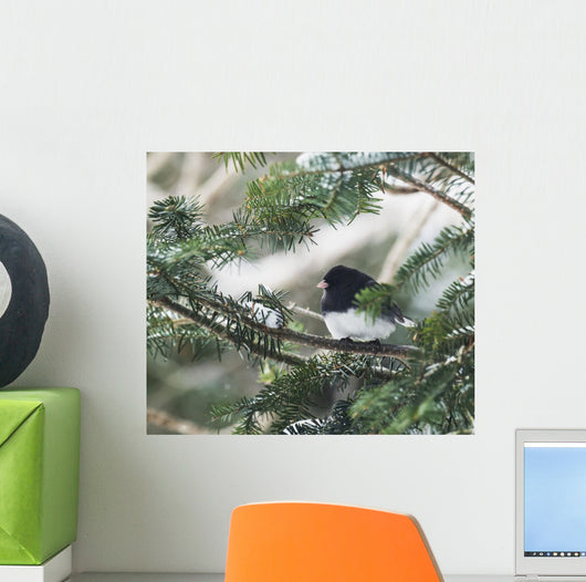 Dark-eyed junco on a spruce tree Wall Mural