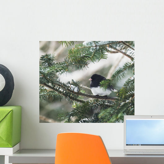 Dark-eyed junco on a spruce tree Wall Mural