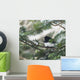 Dark-eyed junco on a spruce tree Wall Mural