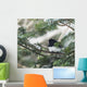 Dark-eyed junco on a spruce tree Wall Mural