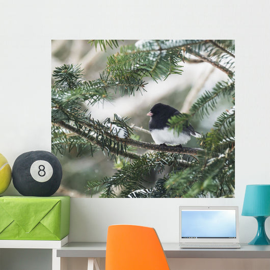 Dark-eyed junco on a spruce tree Wall Mural