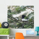 Dark-eyed junco on a spruce tree Wall Mural