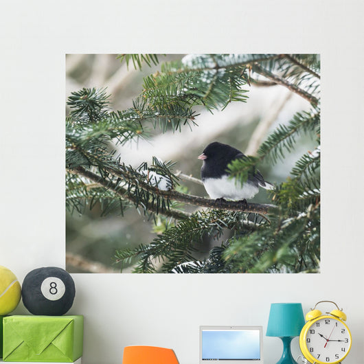 Dark-eyed junco on a spruce tree Wall Mural