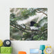 Dark-eyed junco on a spruce tree Wall Mural