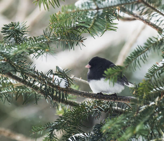 Dark-eyed junco on a spruce tree Wall Mural
