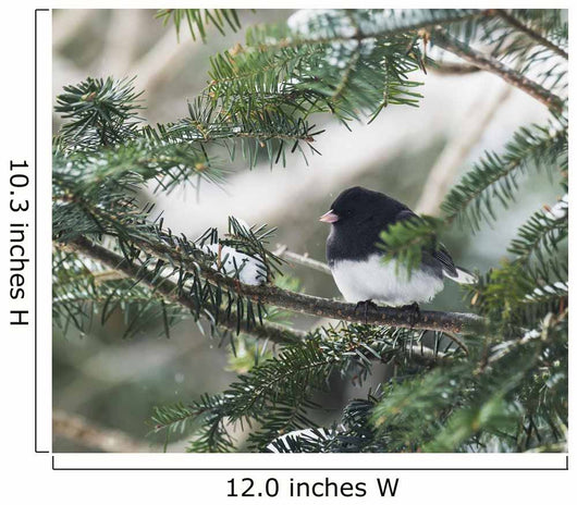 Dark-eyed junco on a spruce tree Wall Mural