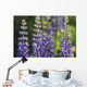 Bluebonnet lupine Wall Mural