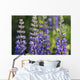 Bluebonnet lupine Wall Mural