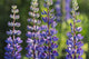 Bluebonnet lupine Wall Mural