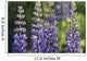 Bluebonnet lupine Wall Mural