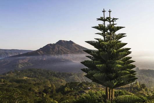 Panoramic view of Mount Batur from Kintamani, Bali, Indonesia Wall Mural