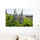 Bluebonnet lupine Wall Mural