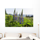 Bluebonnet lupine Wall Mural