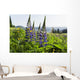Bluebonnet lupine Wall Mural