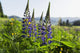 Bluebonnet lupine Wall Mural