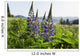 Bluebonnet lupine Wall Mural