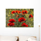 Red poppy Wall Mural