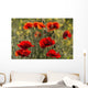 Red poppy Wall Mural