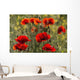 Red poppy Wall Mural