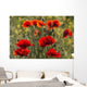 Red poppy Wall Mural