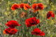 Red poppy Wall Mural