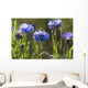 Cornflowers Wall Mural