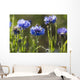 Cornflowers Wall Mural