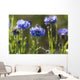 Cornflowers Wall Mural