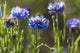 Cornflowers Wall Mural