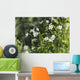 Buttercup Wall Mural